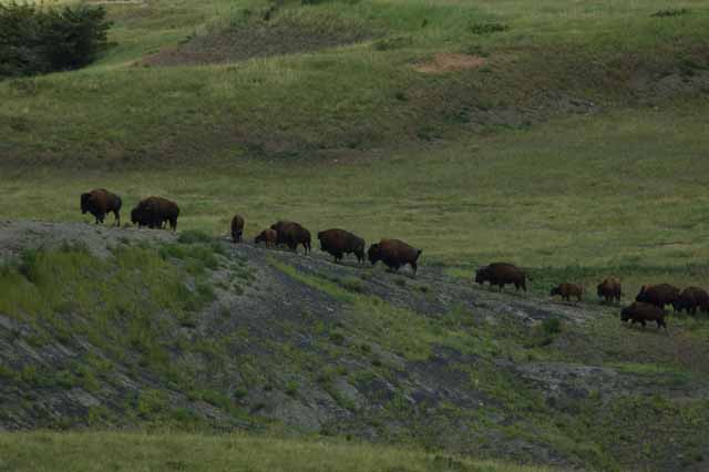 buffalo herd on the Crow Indian Reservation